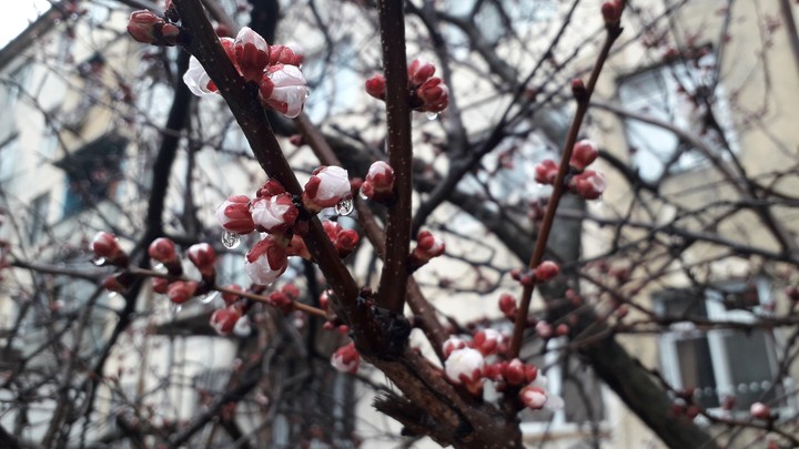 Flower's tree