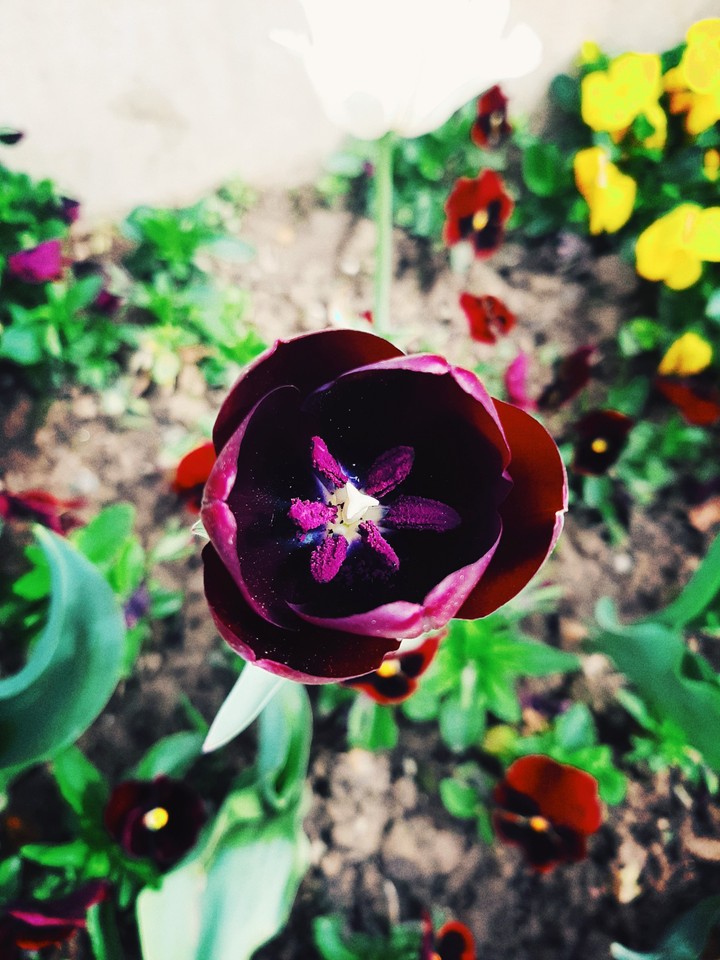 Beautiful tulip