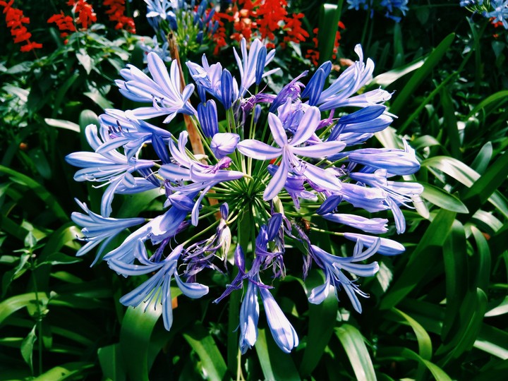 Purple Lilies