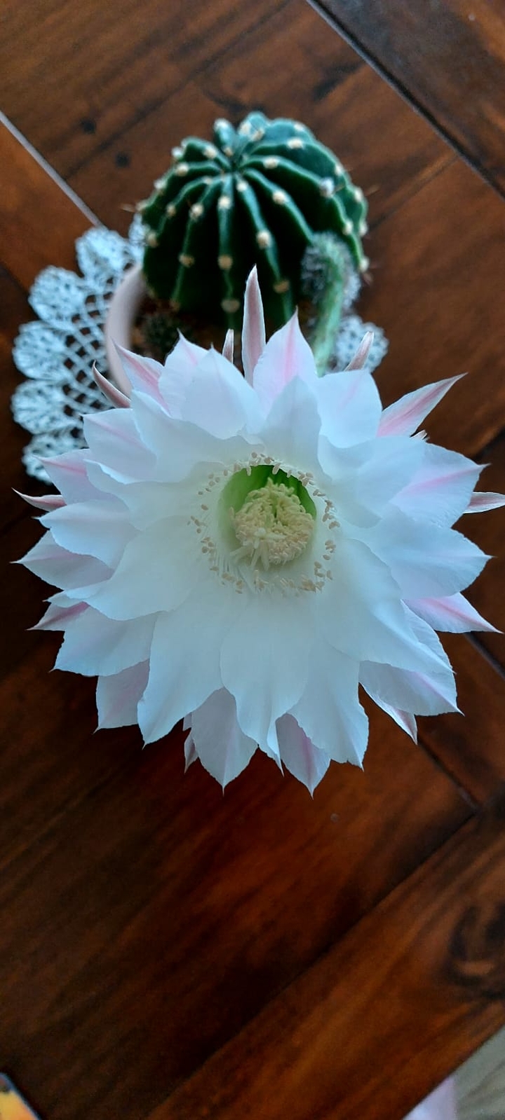 mooie bloeiende ? cactus ?