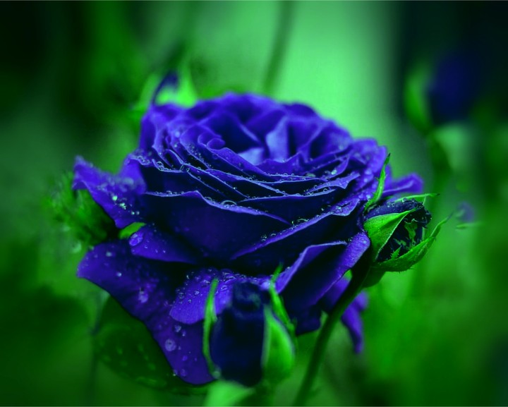 Rose
