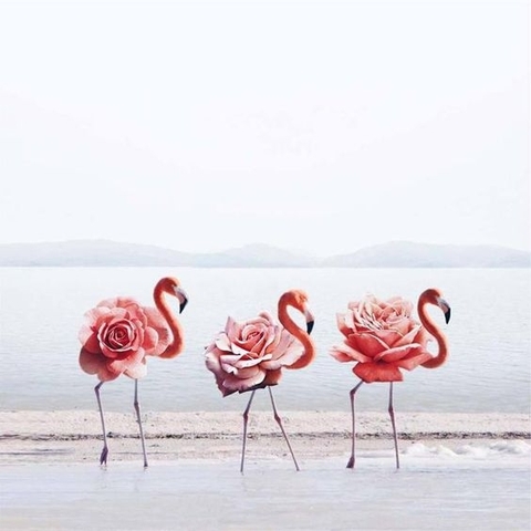 flamingo
