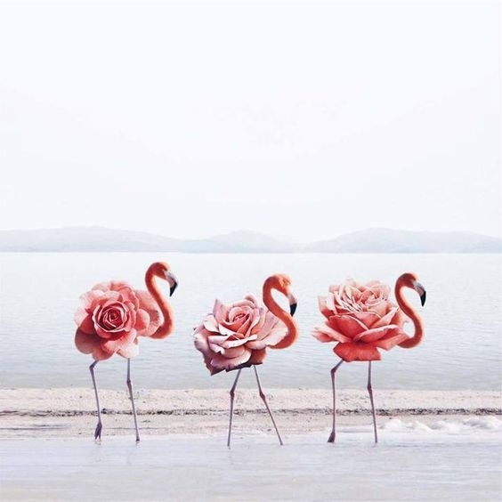flamingo