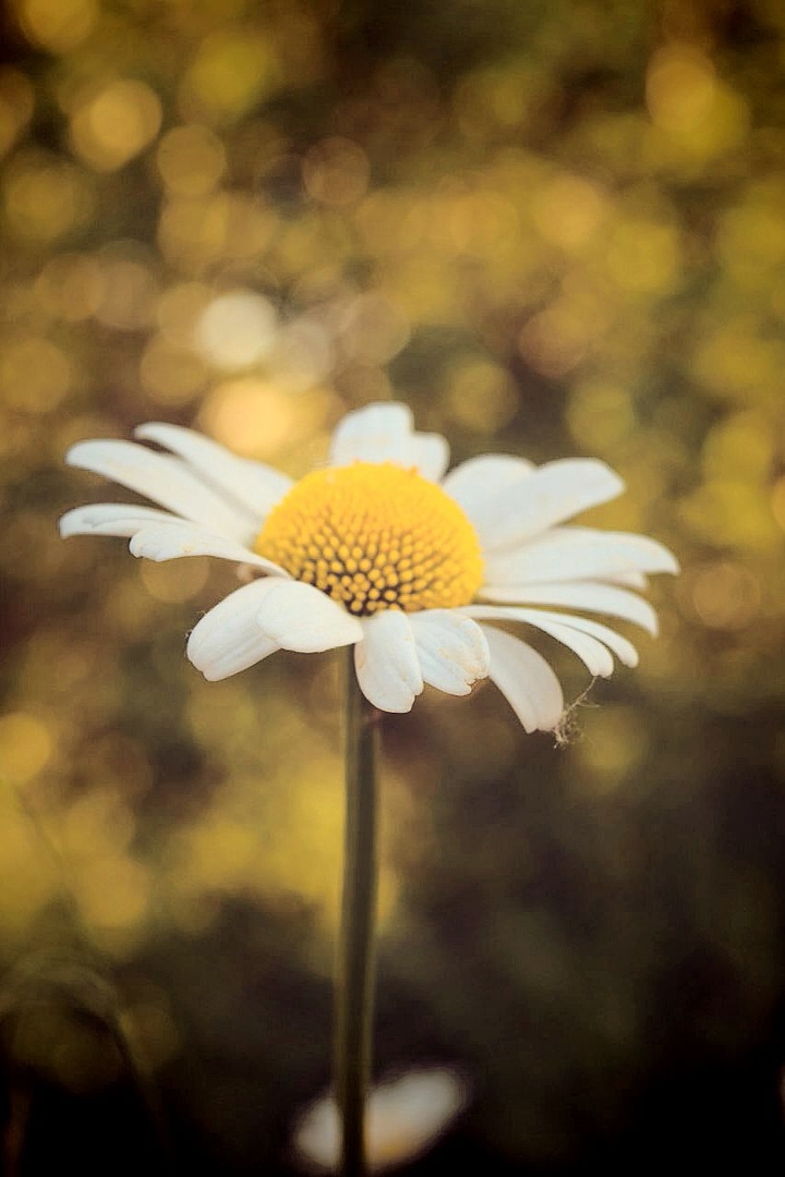 Chamomile