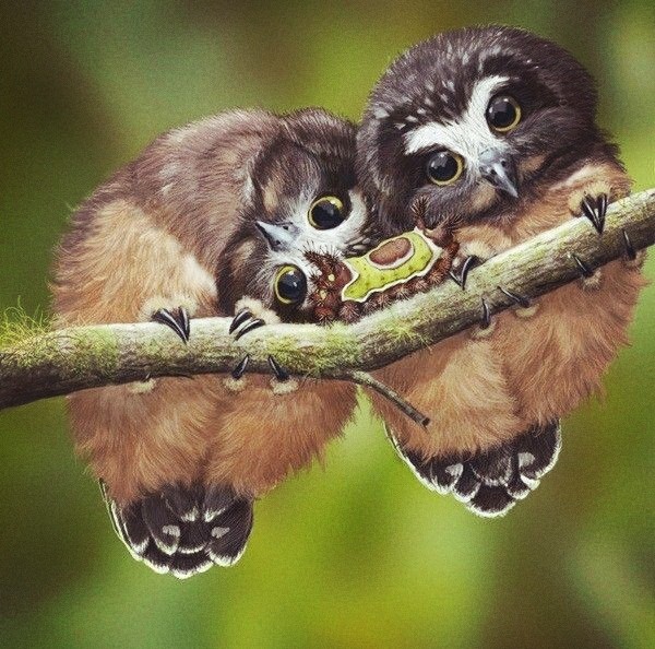 cute owls