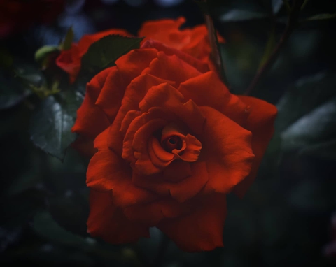 the Rose