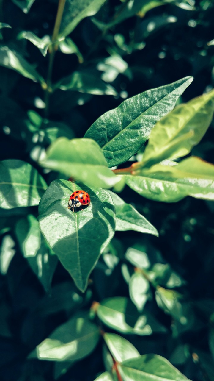 beauty lies in the smallest things