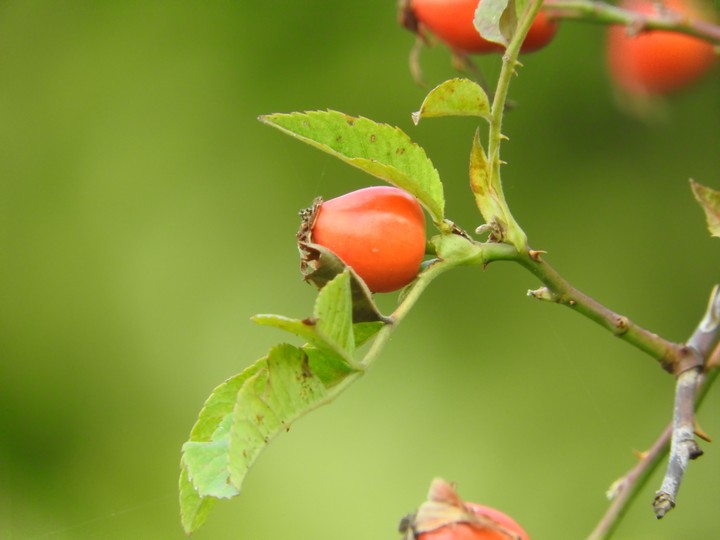 rose hip