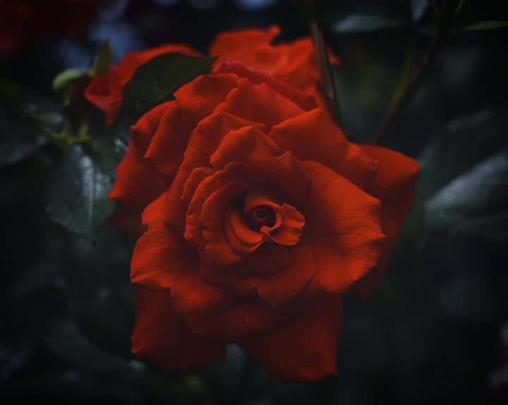 the Rose