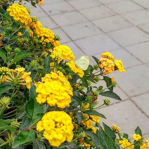 tapety shrub, butterfly