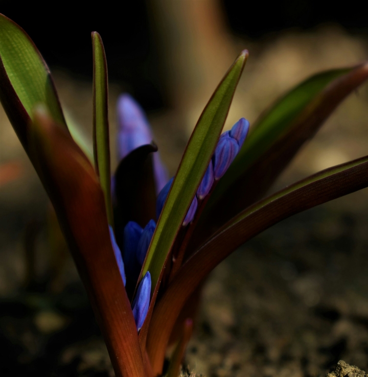 plant