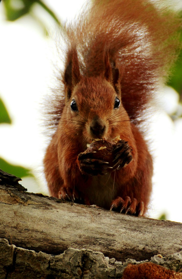 Squirrel