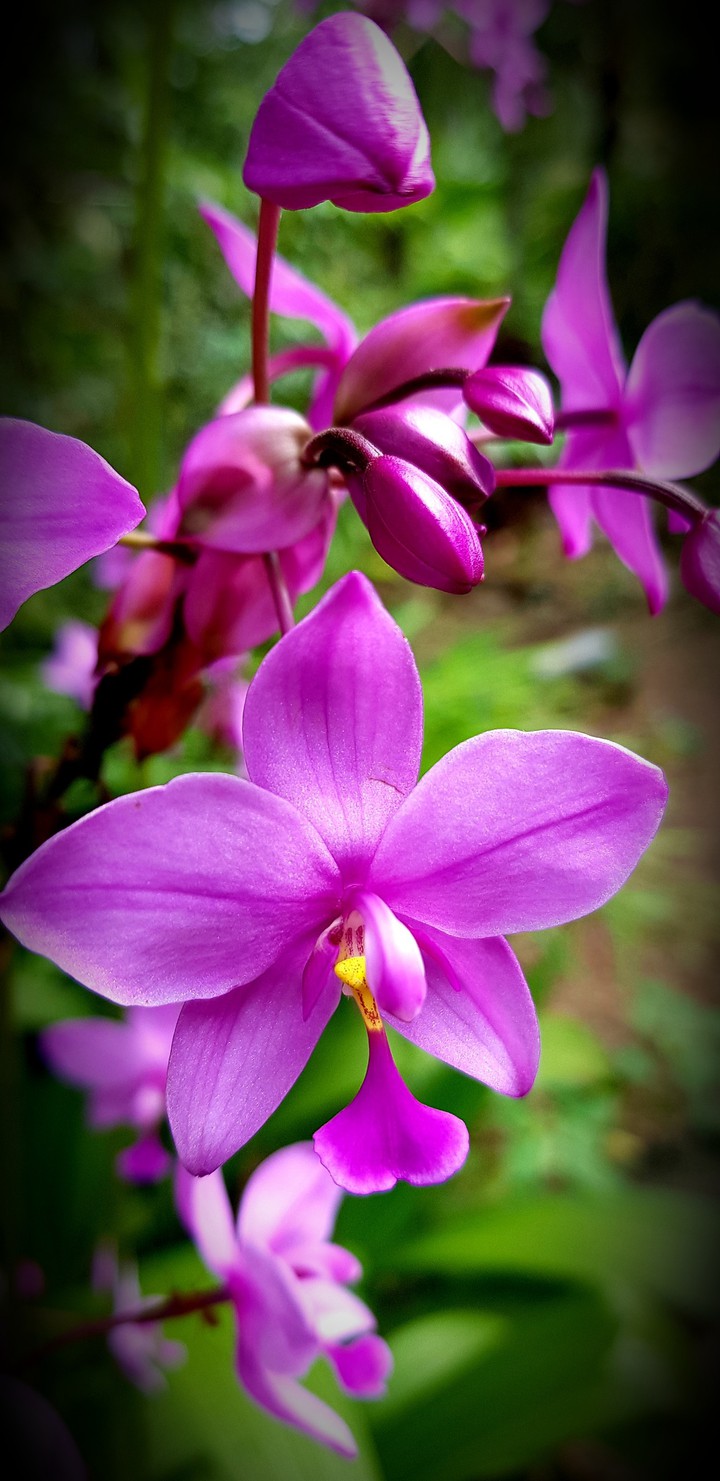 Purple Okid