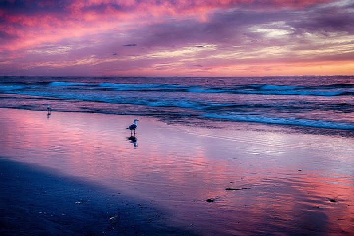 beach_bird