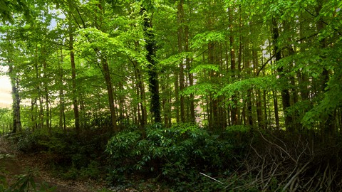 Greenest!