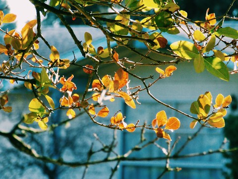 leaves