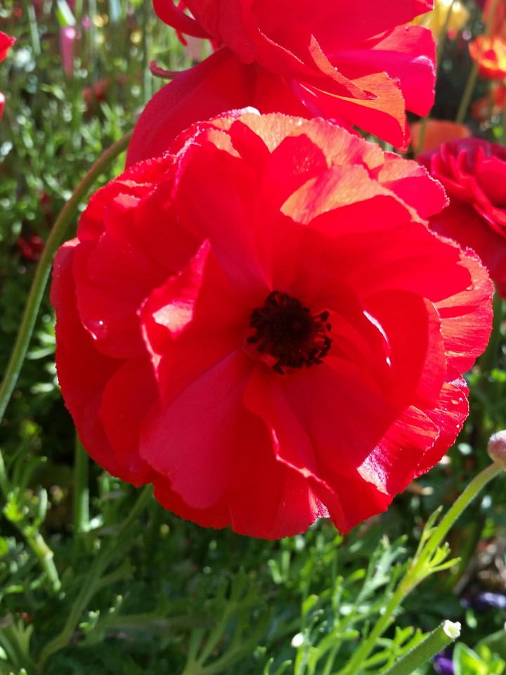 floribunda?