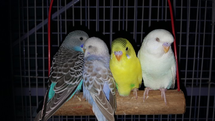 birds