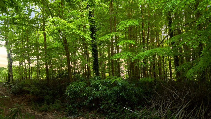 Greenest!
