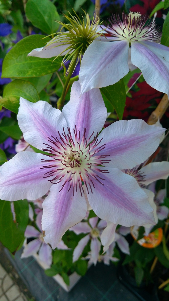 Clematis