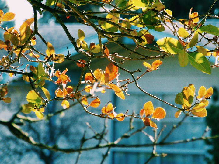 leaves