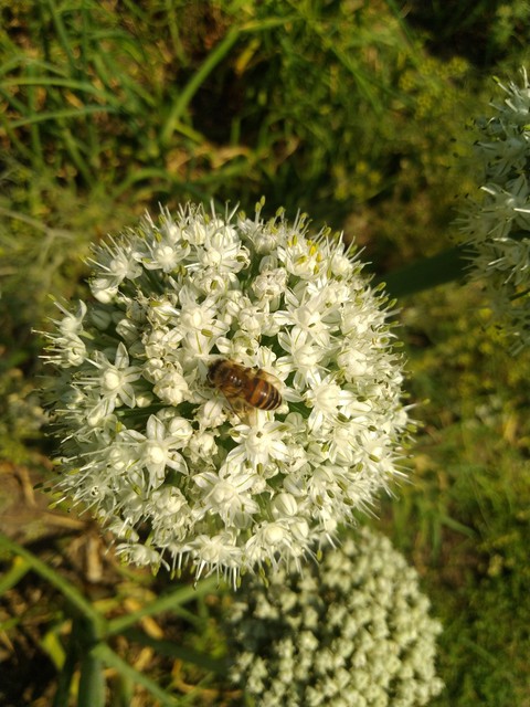 onion flower