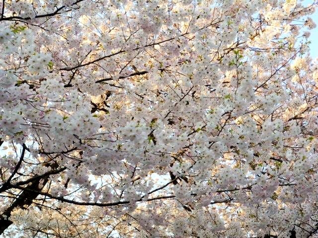 japan sakura