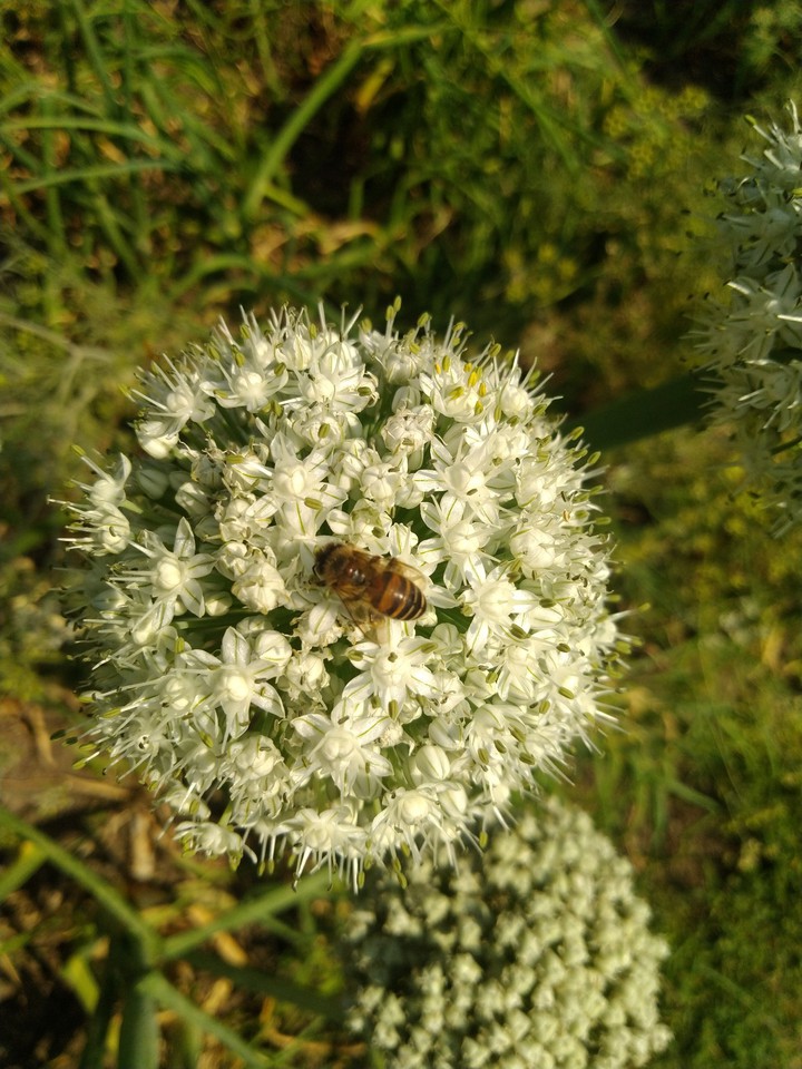 onion flower