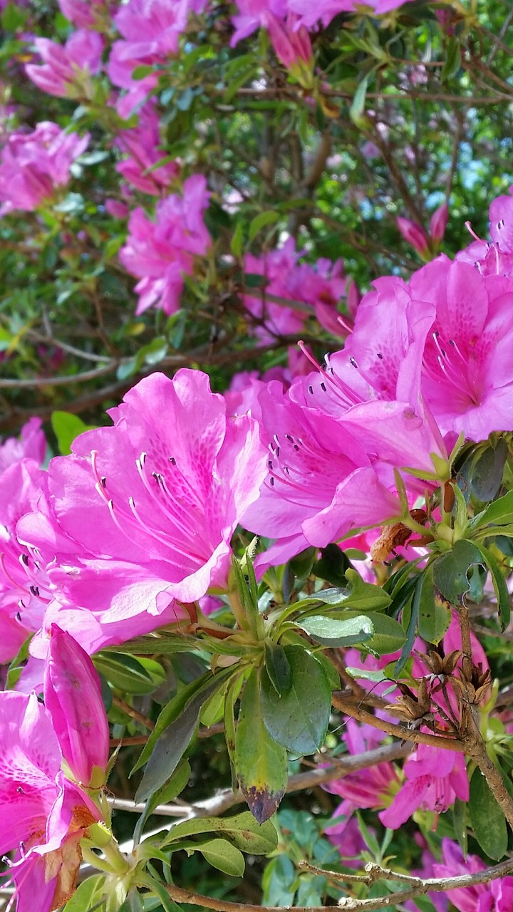 Azalea