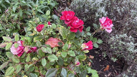 Flower, Petal, Green