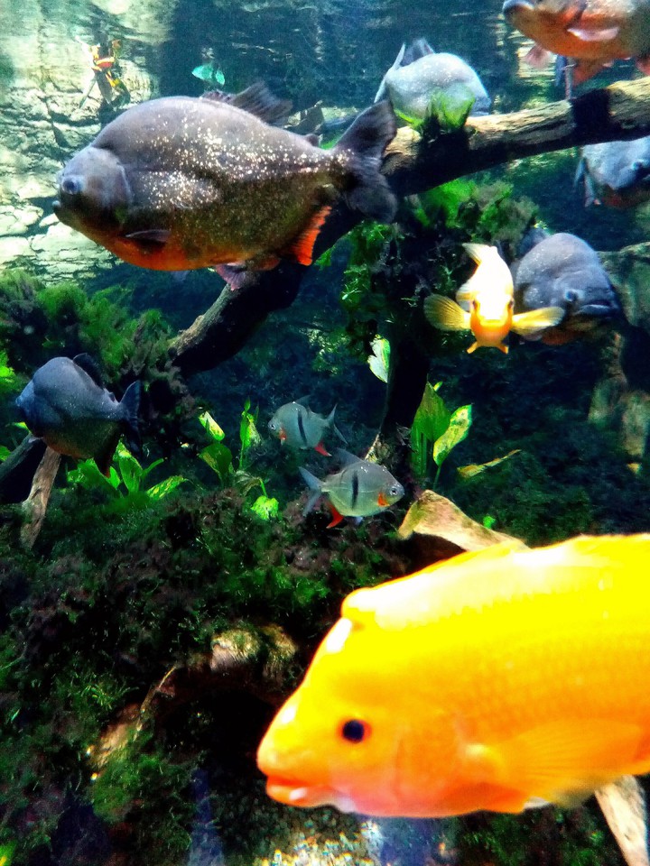 fish