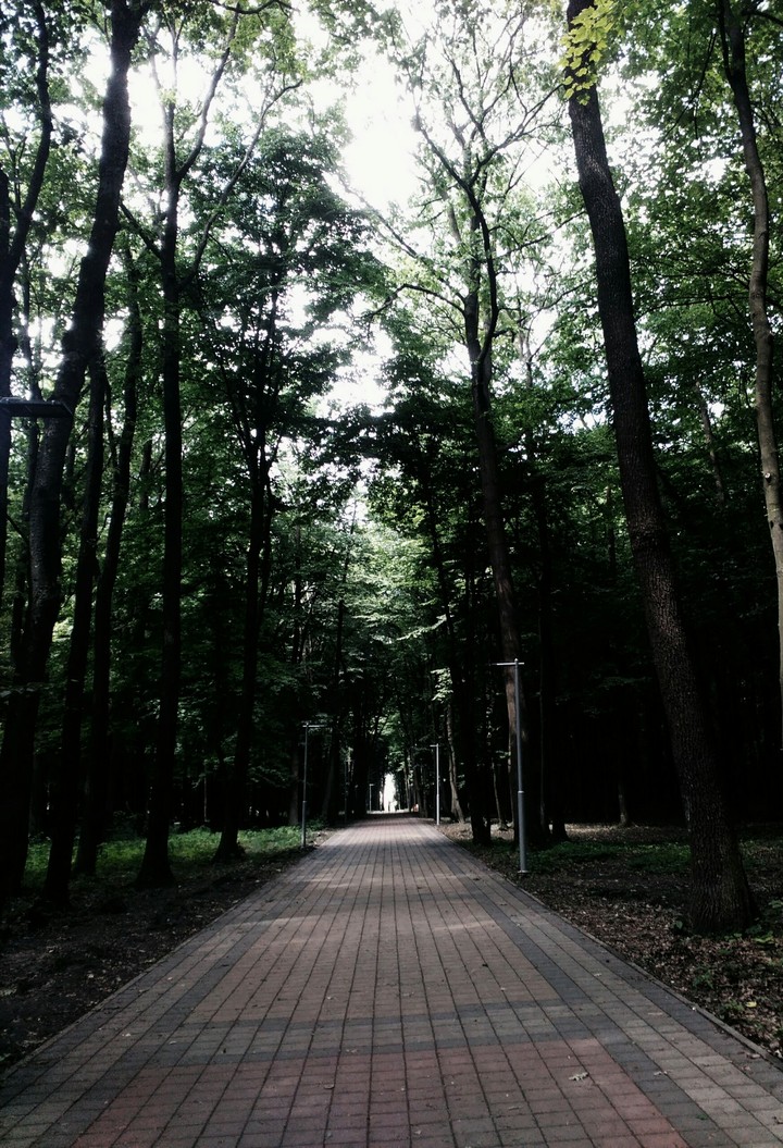 forest