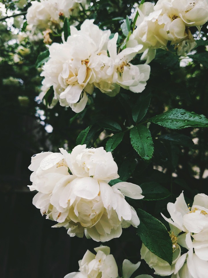 white roses