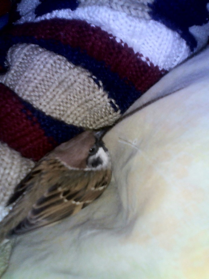 Sparrow