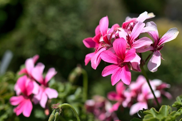beleza