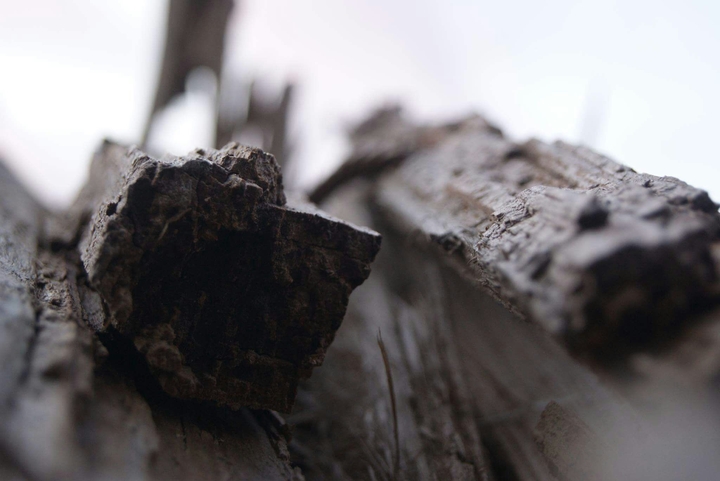 #old_broked_tree