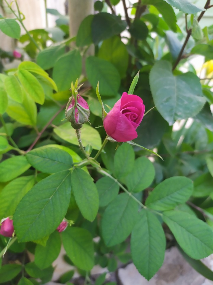 گل محمدی flowers