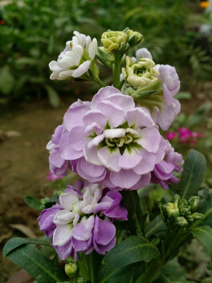 flowers