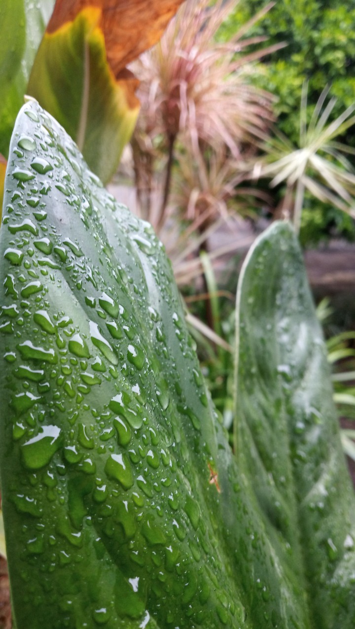 rain