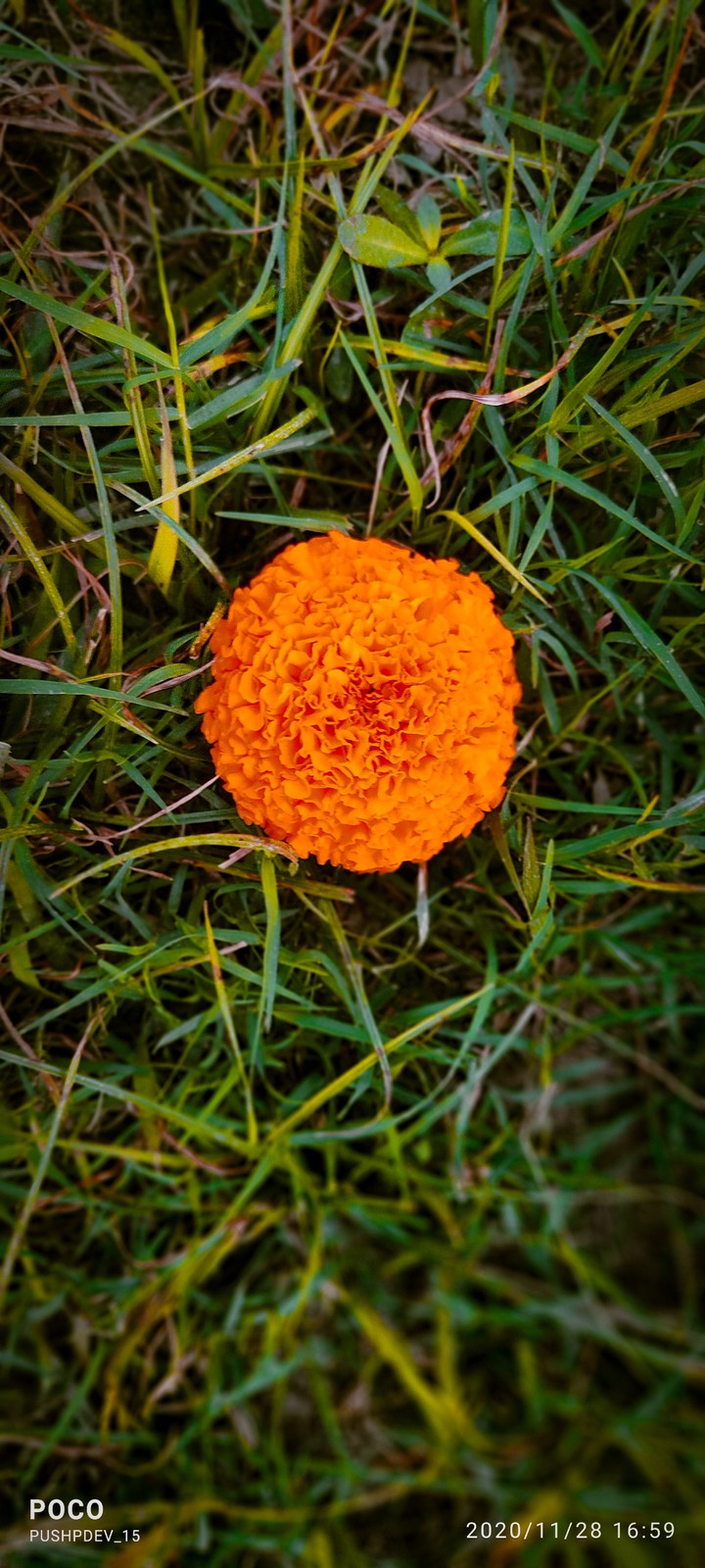 Marigold