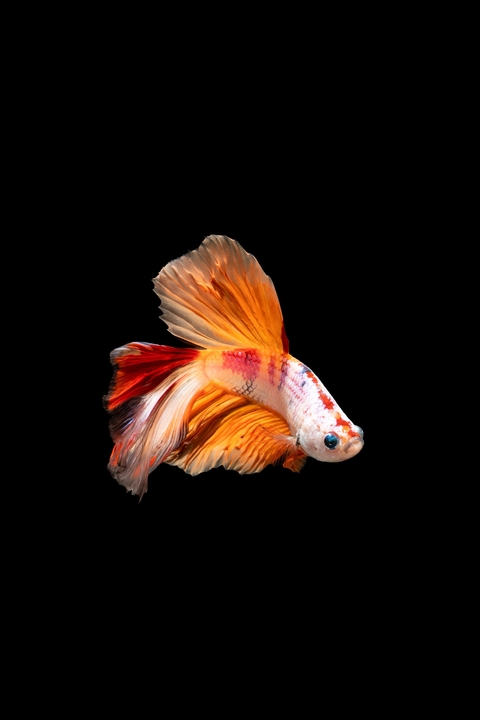 red, 红色桌布