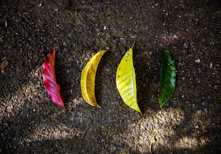 Life of a leaf