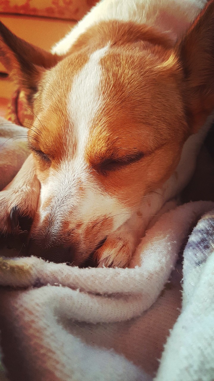 Lil Dog