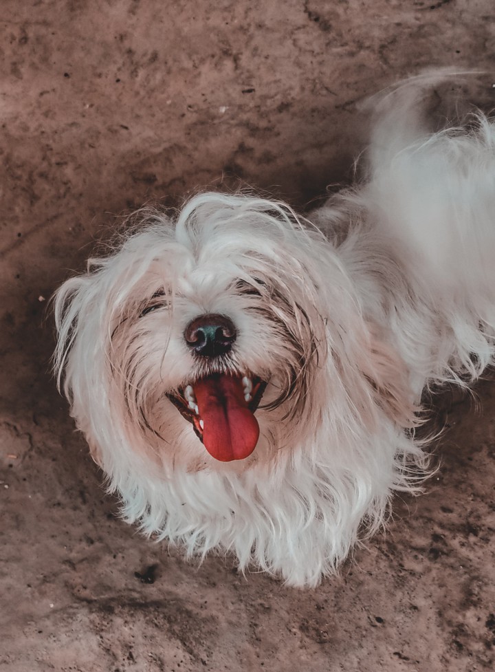 pet dog