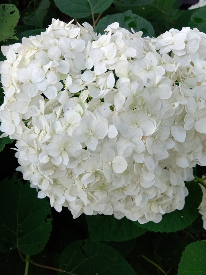 цветы
