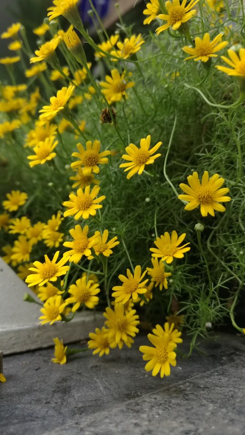 Dahlberg Daisy, Golden Fleece