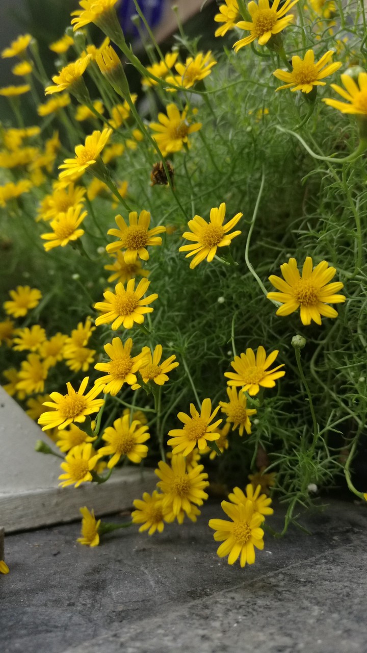 Dahlberg Daisy, Golden Fleece