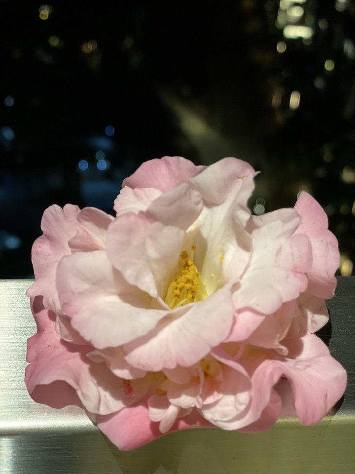 pinky