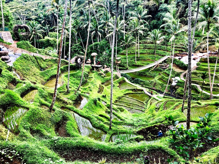 Rice field