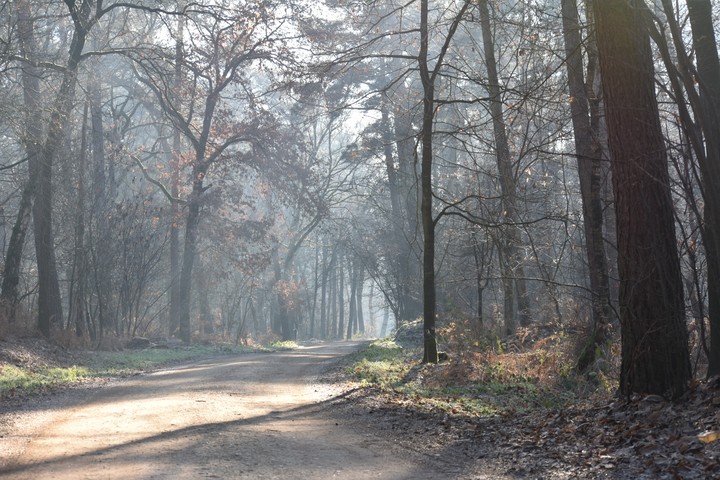 Forest walk